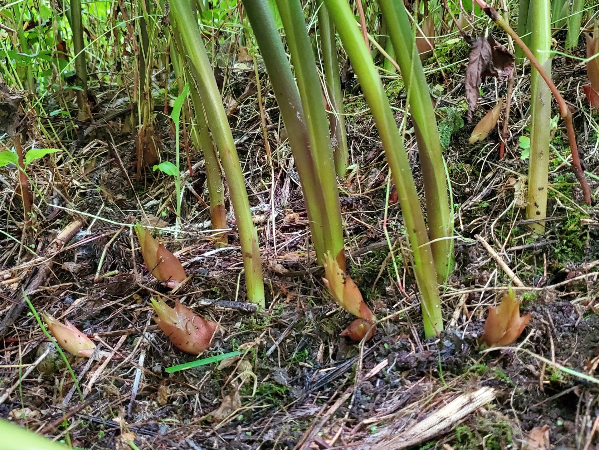 農薬・化学肥料不使用で育てたみょうが　
花が咲く手前のよくしまったみょうが