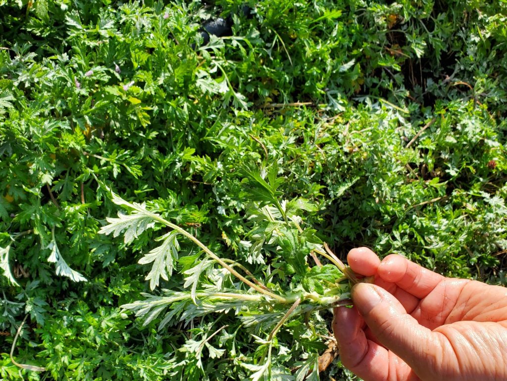 柔らかい　よもぎの若芽　香りも味も柔らかい