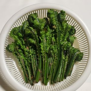 旬の山菜　こごみ　通販で直送　