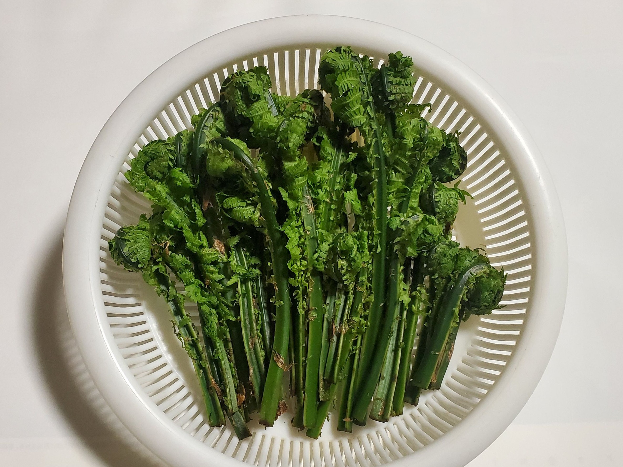 旬の山菜 こごみ 通販で直送