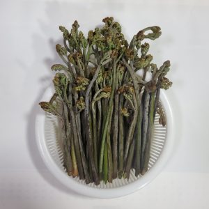 山菜の定番　ワラビ