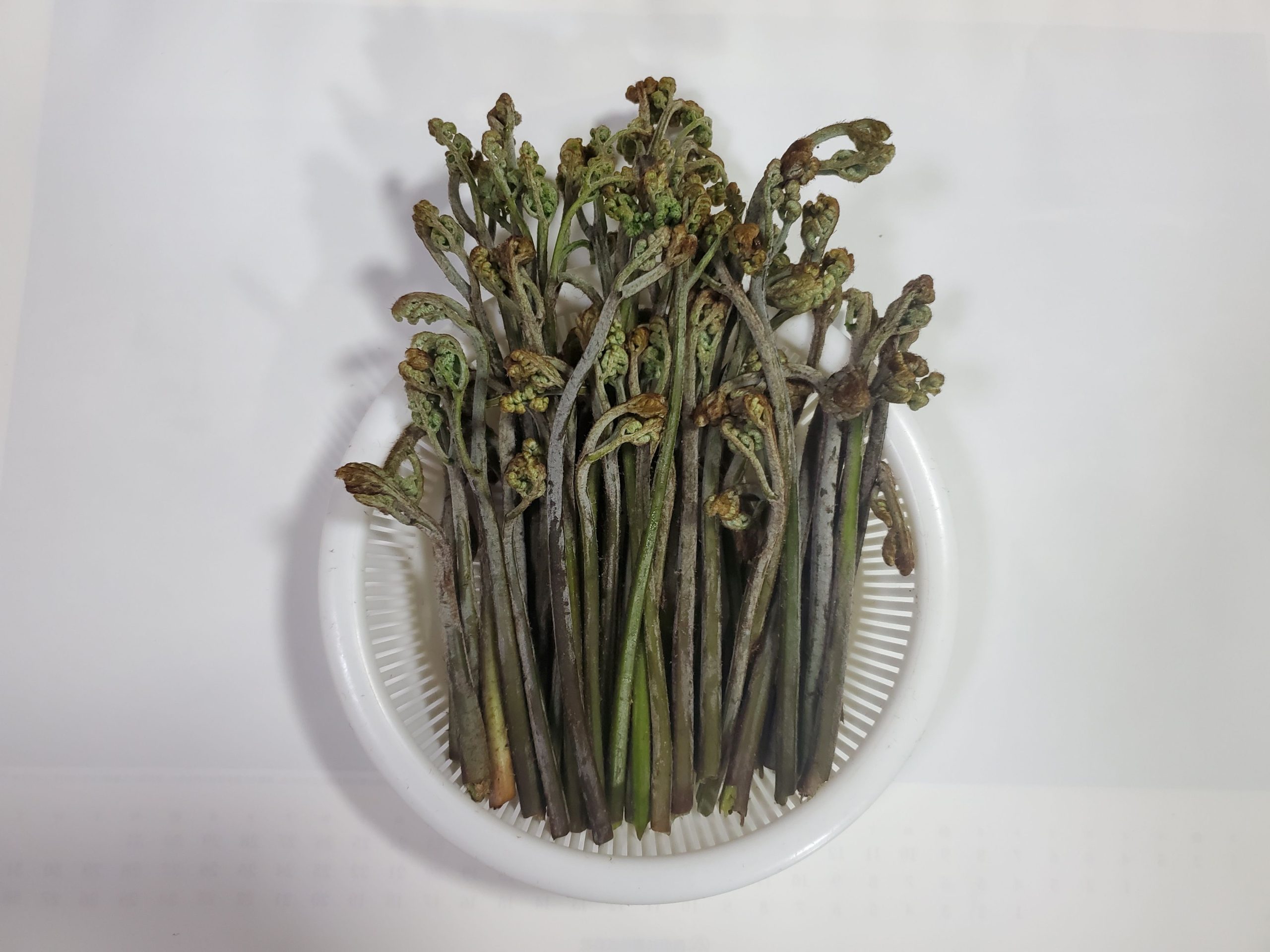 山菜の定番 ワラビ