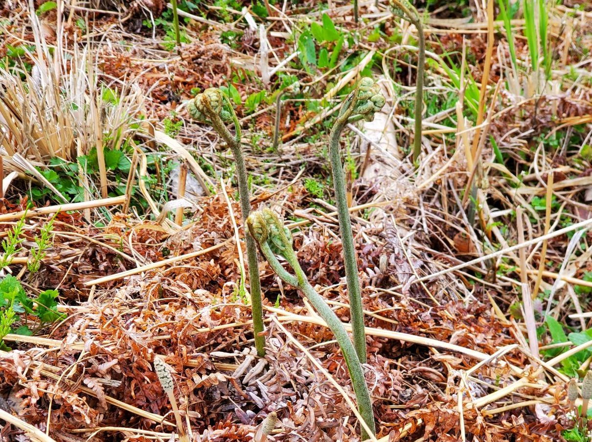 山菜の定番 ワラビ 天然