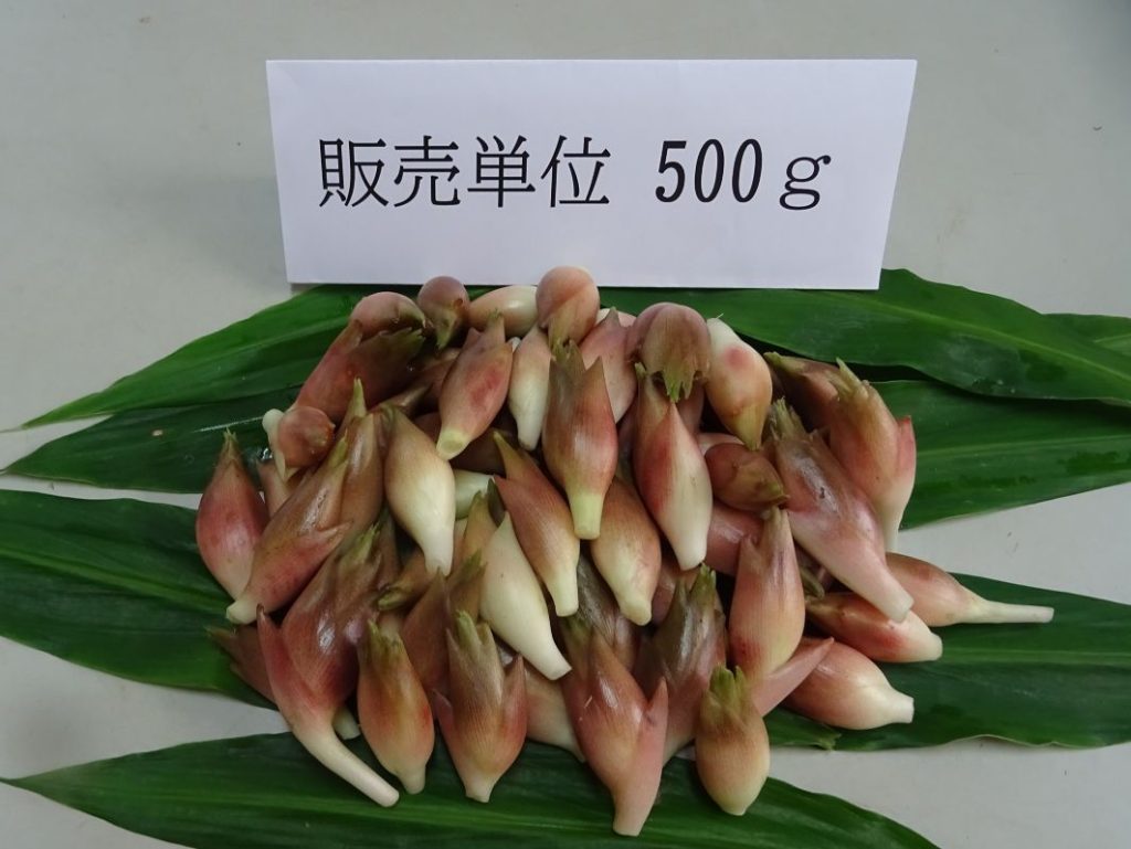 新鮮　生みょうが　500ｇ　農薬、化学肥料不使用　