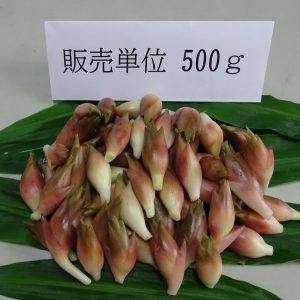 新鮮　生みょうが　500ｇ　農薬、化学肥料不使用　