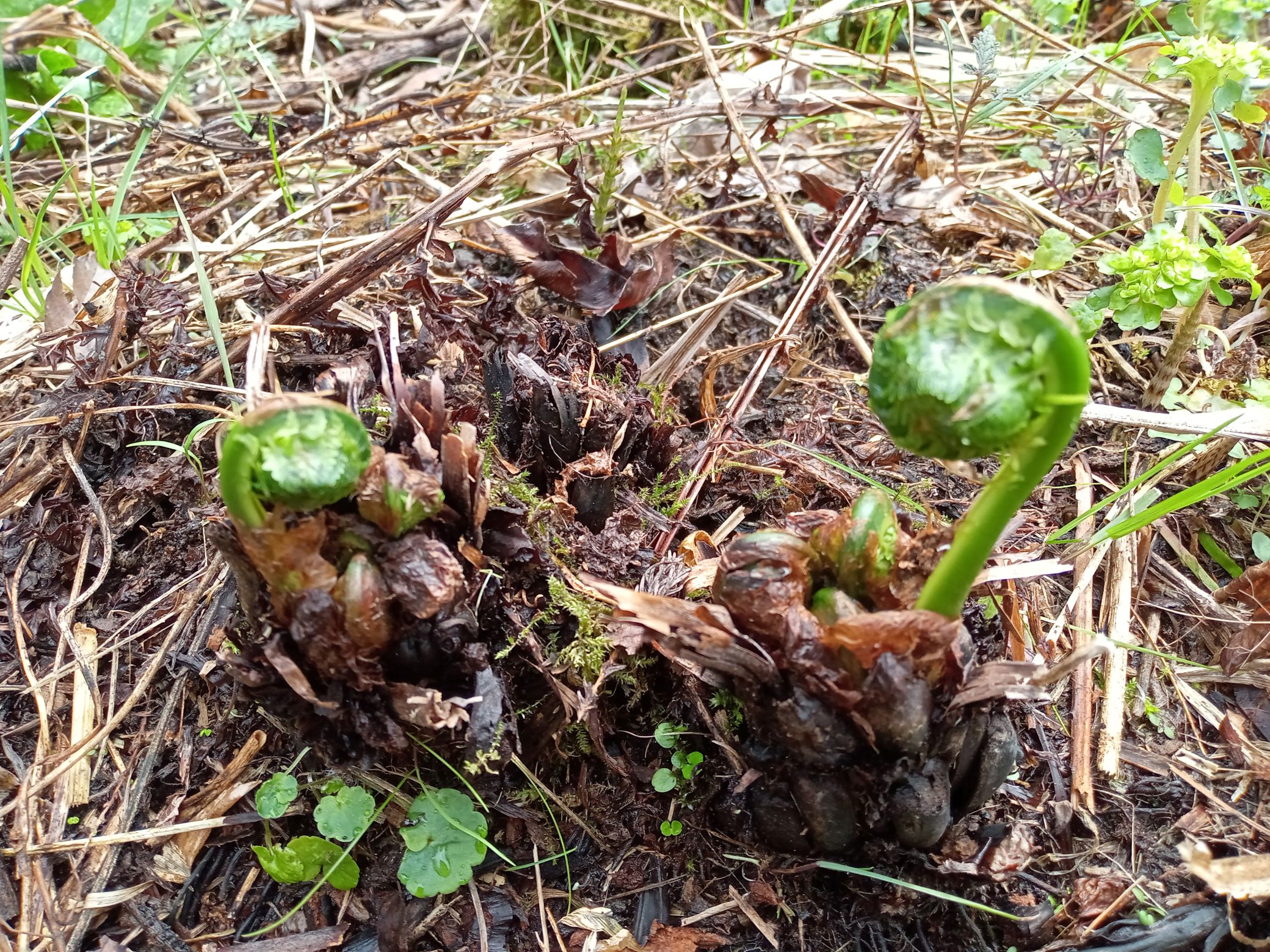 山菜 こごみ 鮮やかな緑 あくがほとんどなく柔らかい味 おひたしや天ぷらに